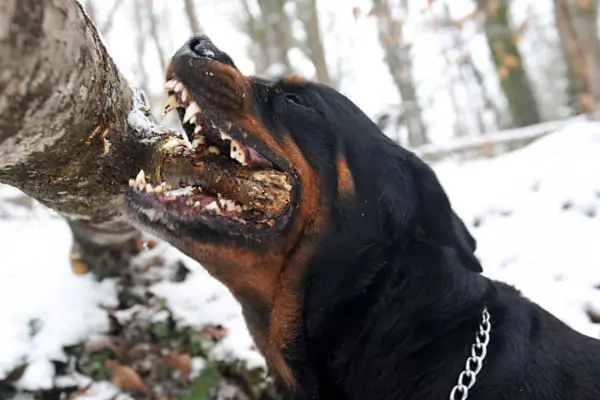 Cachorros Agressivos