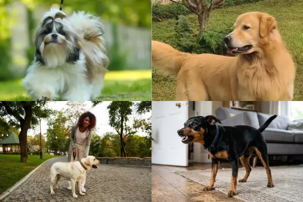 Raças de Cachorro Mais Populares no Brasil