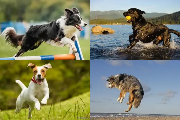 Raças de Cachorro Mais Energéticas: Você Está Preparado?
