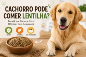 Cachorro Pode Comer Lentilha